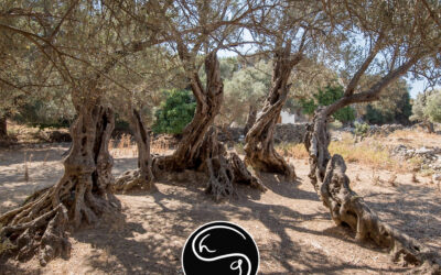 Uralter Olivenbaum / Ancient Olive Tree