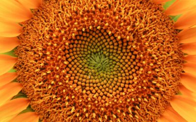 Hypnotische Sonnenblume / Hypnotic Sunflower