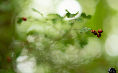 HerbstTagTraum / Autumn Daydream