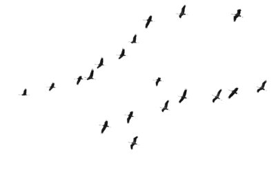 Kraniche / Cranes