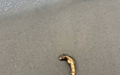 Strandwächter / Sentinel of the Coast