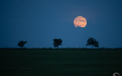Drei Bäume, ein Mond / Three Trees, one Moon