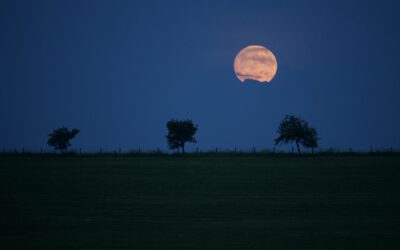 Drei Bäume, ein Mond / Three Trees, one Moon